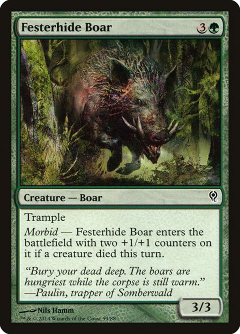 59-festerhideboar